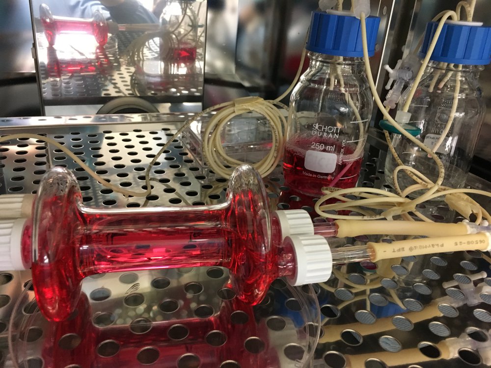 Tissue engineered oesophagus growing in a bioreactor