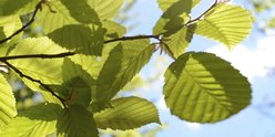 Green leaves of a tree, shot from underneath so the bright blue sky is in the background
